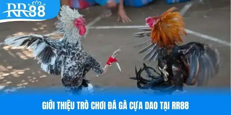 Giới thiệu chung về trò đá gà cựa dao RR88